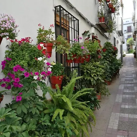 Girasoles